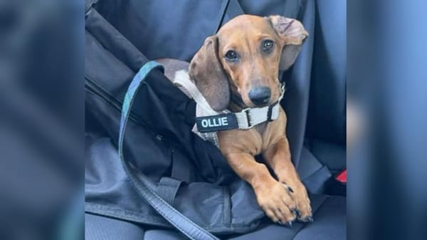 Ollie - 4/12 month puppy - Red miniature smooth male - DOB - 25/10/24 - 3.5kg ***ADOPTED***